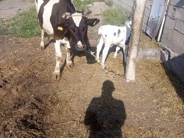 母牛, Russian Black pied cattle — 吉尔吉斯斯坦