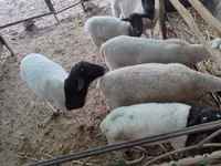 Widder, Dorper sheep — Foto 2