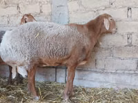 Oveja, Arashan sheep — foto 5