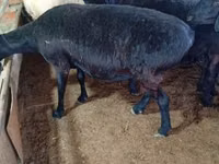 Schaf, Hissar sheep — Foto 1