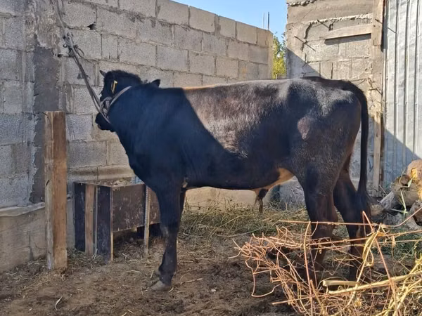 公牛, Swiss cattle — 吉尔吉斯斯坦