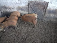 Eber — Foto 5