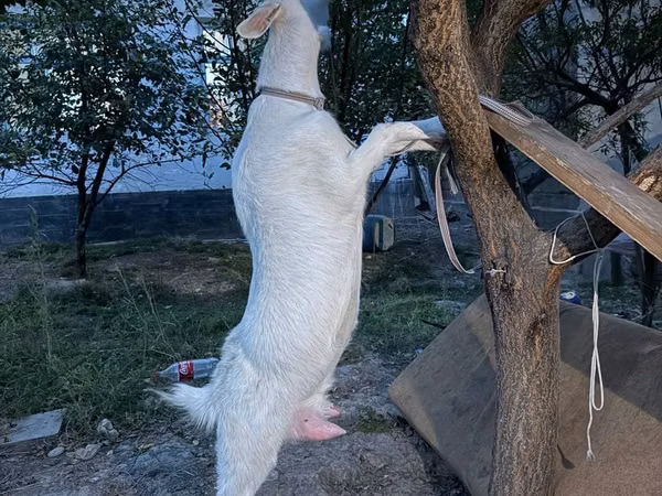 Ziege, Russian White goat