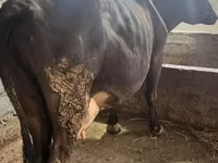 Kuh, Russian Black pied cattle — Foto 1