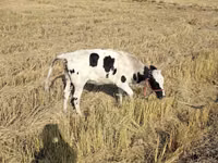 Buqa, Russian Black pied cattle — 2-rasm