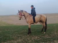 فرس, الخيول — الصورة 1