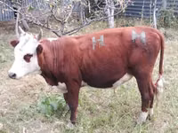公牛, Cattle — 照片 3