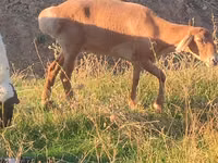 Carnero, Arashan sheep — foto 1