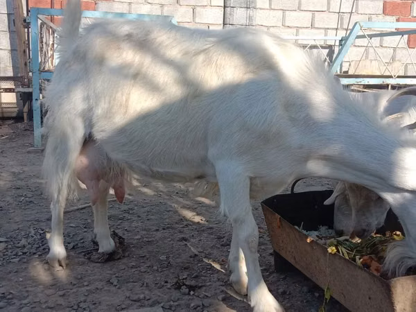 Ziegenbock, Saanen goat