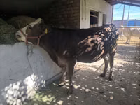 Sigir, Swiss cattle — 5-rasm