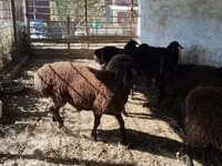 كبش, الأغنام — الصورة 2
