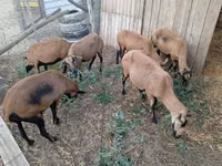 Qoʻy, Cameroon sheep — 2-rasm