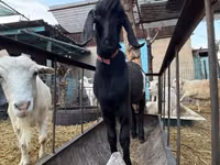 Ziege, Beetal goats — Foto 4