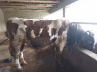 Bulle, Simmental cattle — Foto 3