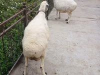نعجة, الأغنام — الصورة 2
