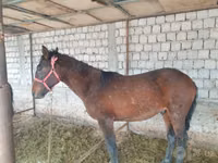 Hengst, Kyrgyz Horse — Foto 6