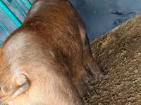 Eber, Schweine — Foto 3