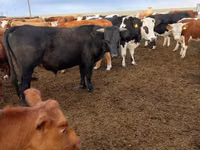Bulle, Swiss cattle — Foto 4