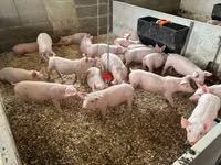 Schweine (Partie, Geschlecht nicht angegeben) — Foto 7