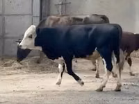 Bull, Kazakh White-headed cow — photo 2