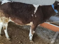 Kuh, Swiss cattle — Foto 1