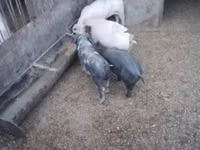 Schweine (Partie, Geschlecht nicht angegeben), Schweine — Foto 4