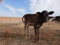 Kuh, Swiss cattle — Foto 3