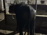 Bulle, Aberdeen-Angus — Foto 3
