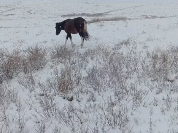Stute, Kazakh horse — Kasachstan
