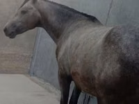 Caballo, Caballos — foto 2