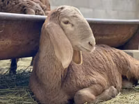 Carnero, Arashan sheep — foto 6