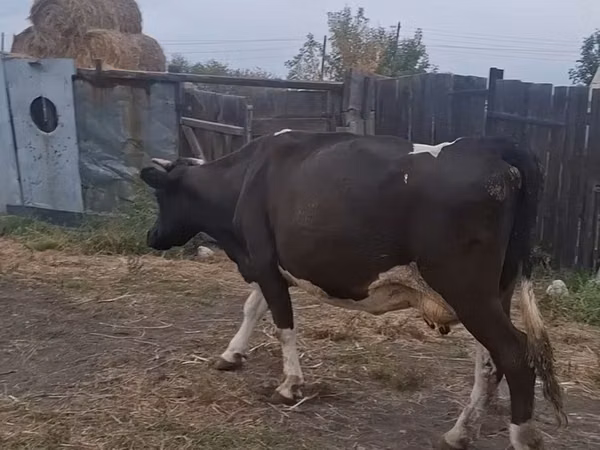 गाय, Russian Black pied cattle — कज़ाखस्तान