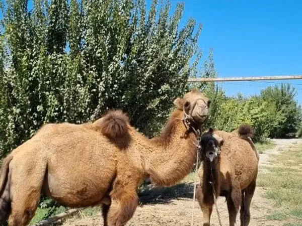 Kamele (Partie, Geschlecht nicht angegeben), Kamele