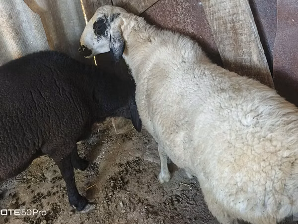 كبش, الأغنام — أوزبكستان