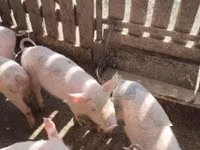 Schweine (Partie, Geschlecht nicht angegeben), Schweine — Foto 3
