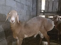 Qoʻchqor, Arashan sheep — 6-rasm