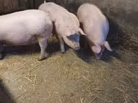 公猪, Pigs — 照片 5