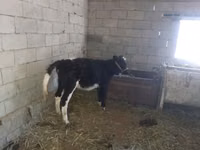 Kuh, Latvian Blue cattle — Foto 4