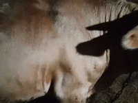 Bulle, Simmental cattle — Foto 2