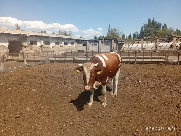 Bulle, Simmental cattle