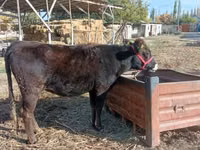 Kuh, Swiss cattle — Foto 1