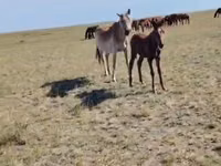 母马, Horses — 照片 1
