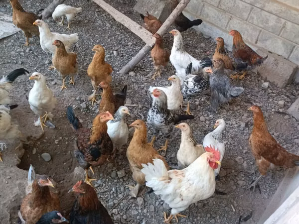 Chickens — قيرغيزستان