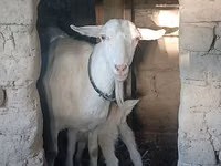 Ziege, Saanen goat — Foto 4