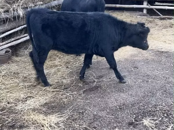 公牛, Aberdeen-Angus