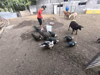 Ducks — Foto 4