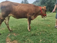 Vaca, Raza Alatau — foto 6