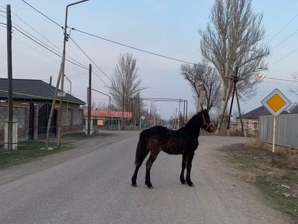 Конь, Фризская порода