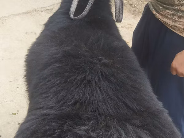 كبش, الأغنام