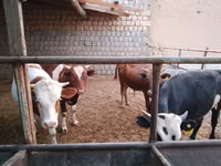 Rinder (Partie, Geschlecht nicht angegeben), Simmental cattle — Foto 6